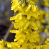 Forsythia Magical Gold #5 - Image 3